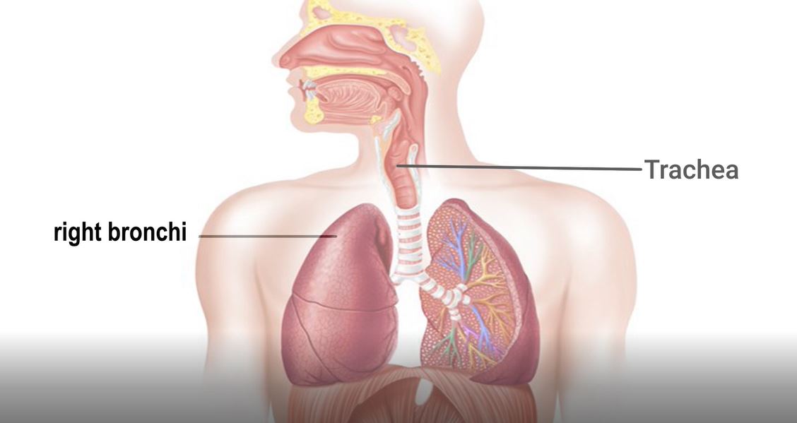 The Wonderful Lungs: The Magical Human Body Series.