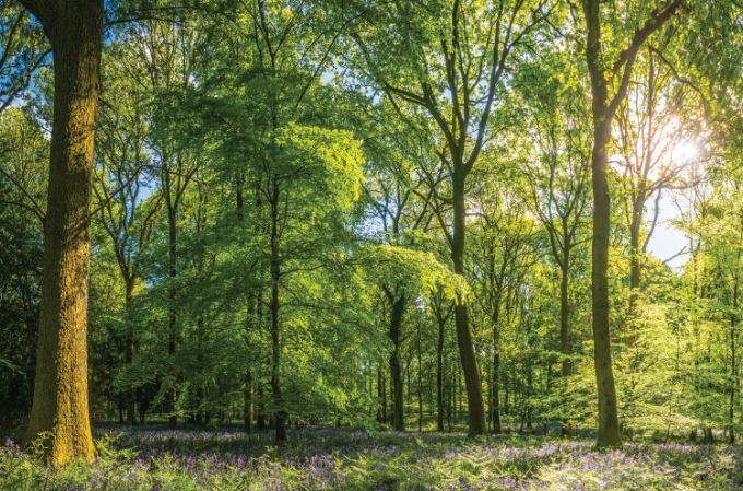 Trees - Social Interactions and their Role in the Ecosystem: Science Kids Series.