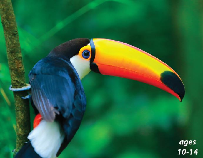 Tropical Birds Around the World: Science Kids Animal Life Series.