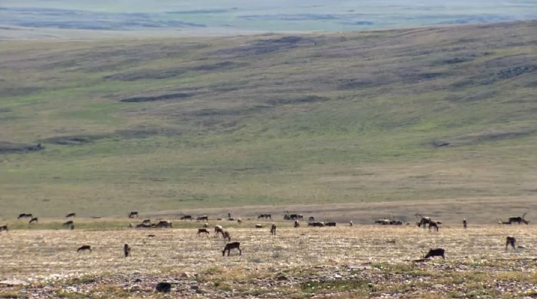 Tuktut Nogait National Park: A Park For All Seasons Series.