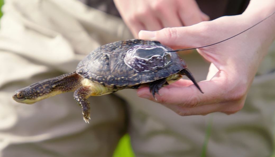 Turtle Radio: Fish Talk with Leo Series.