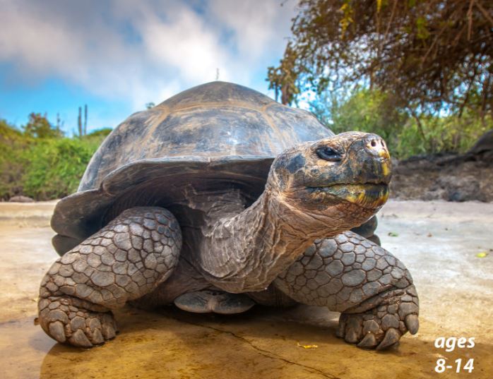 Turtles and Tortoises - Life in the Slow Lane: Science Kids Animal Life Series.