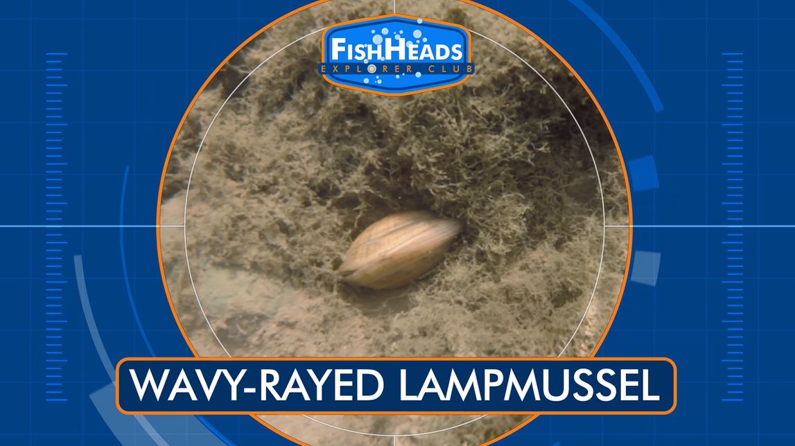 Wavy-Rayed Lampmussel: Leo's FishHeads Series.