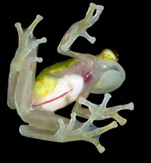 Weirdest Animals You've Never Heard Of - Glass Frogs, Sarcastic Fringeheads and More!: Science Kids Animal Life Series.