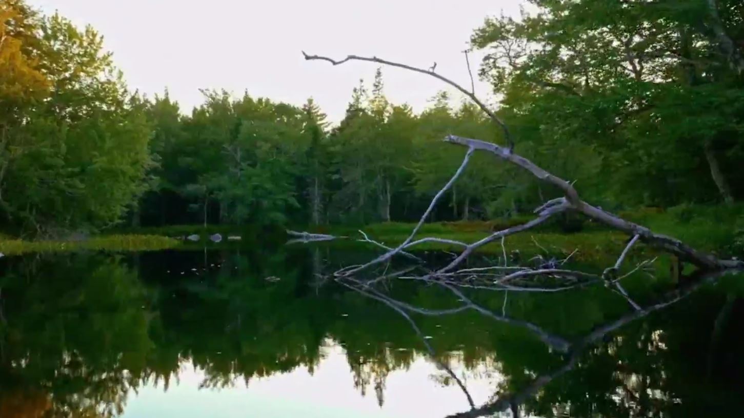 Wetlands: The Wild, Wild East.