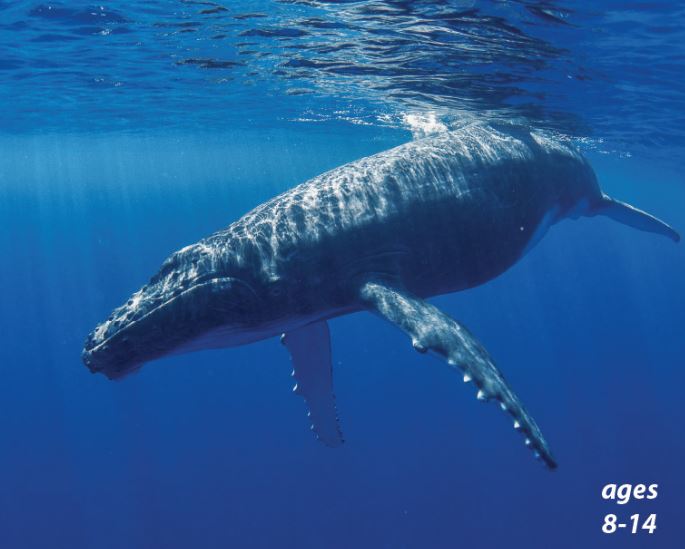 Whales - Giants of the Sea: Science Kids Animal Life Series.