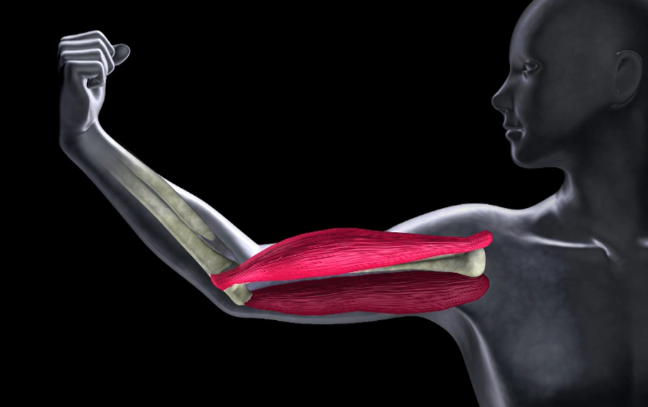 What Makes A Body Joint Bend?.