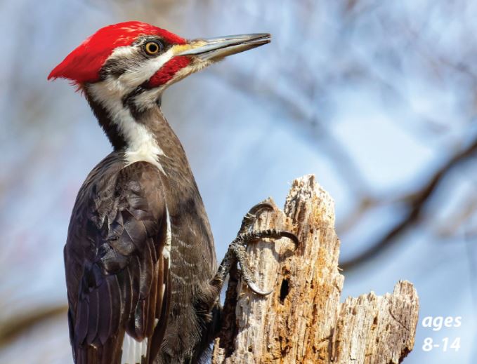 Woodpeckers - Varieties, Life Cycle and "Peck-tacular" Fun Facts: Science Kids Series.