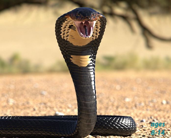 World's Most Venomous Snakes - The Biggest and the Baddest: Science Kids Animal Life Series.