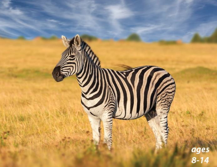 Zebras - Species, Fun Facts and What's Up With Those Stripes?!: Science Kids Animal Life Series.