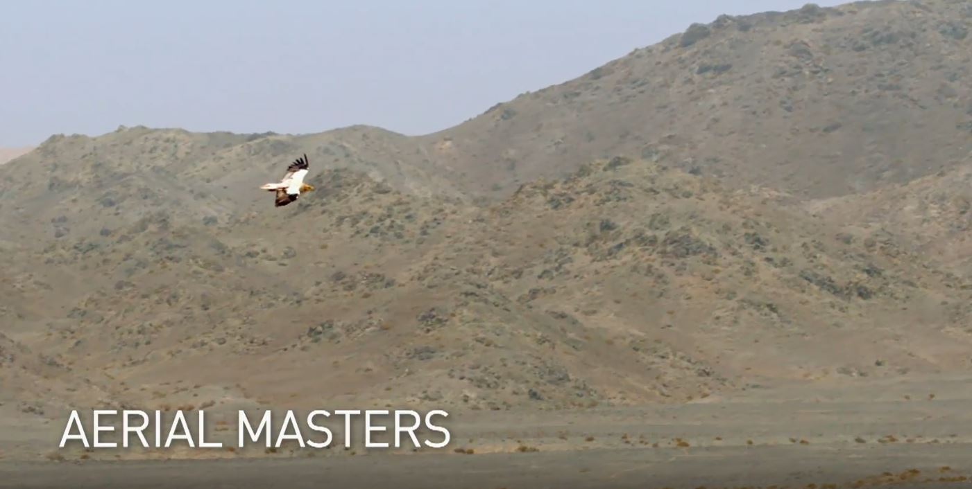 Aerial Masters: Arabian Inferno Series.