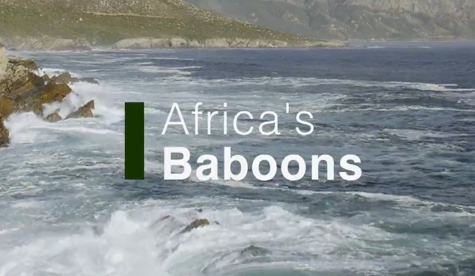 Africa's Baboons: Land of Primates Series.