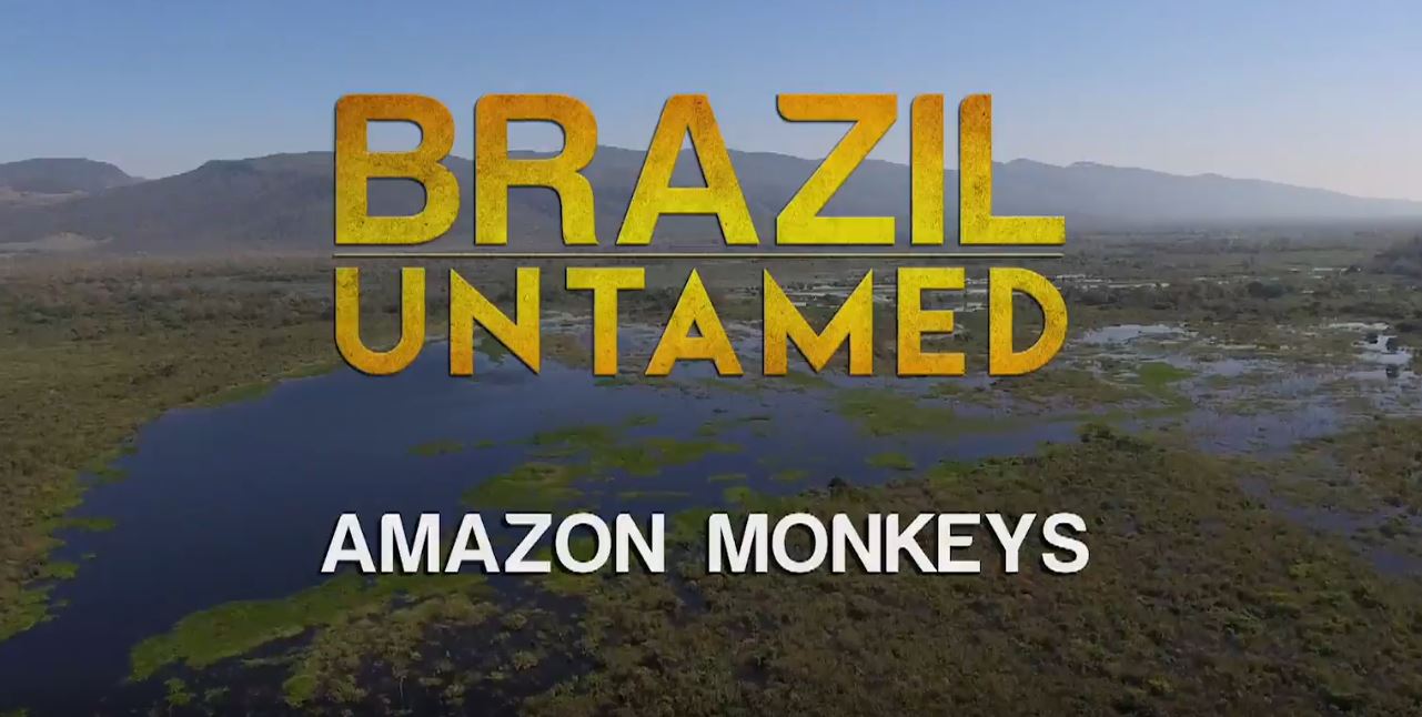 Amazon Monkeys: Brazil Untamed Series.