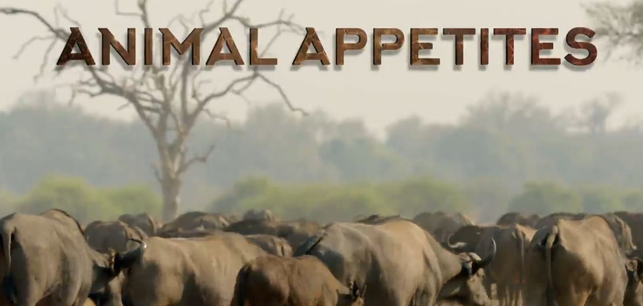 Animal Appetites: Wild Survivors Series.