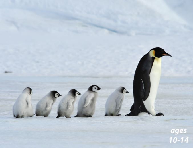 Animal Parenting - Penguins, Birds, Crocs and More!: Science Kids Series.