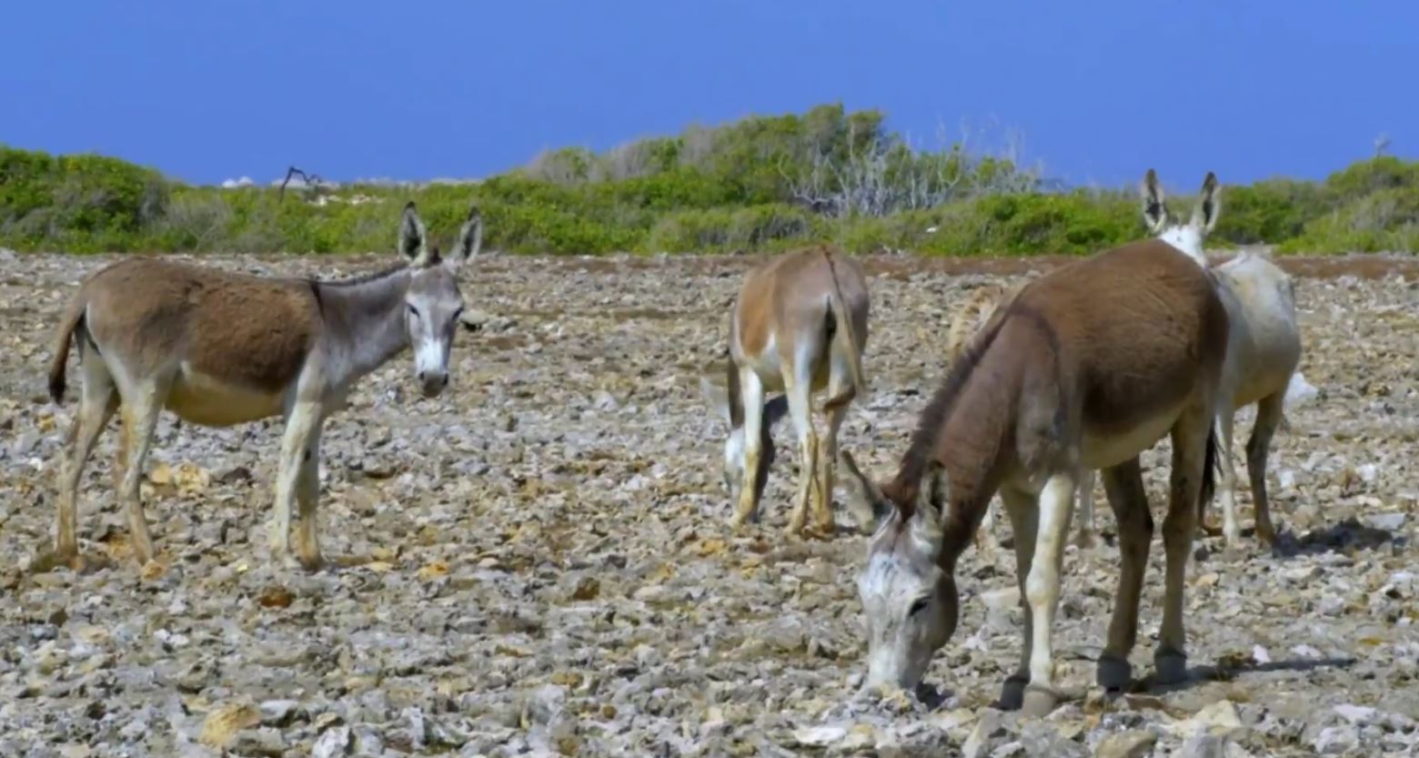 Animals Gone Wild - Ponies, Pigs, and Donkeys: Animal Empires Series.