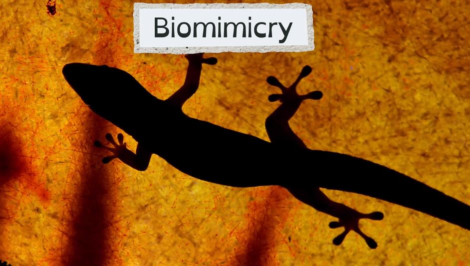 Biomimicry