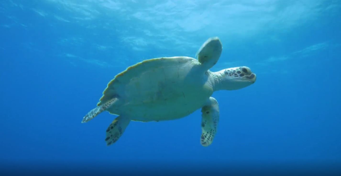 Bonaire National Marine Park: Ocean Parks Series.