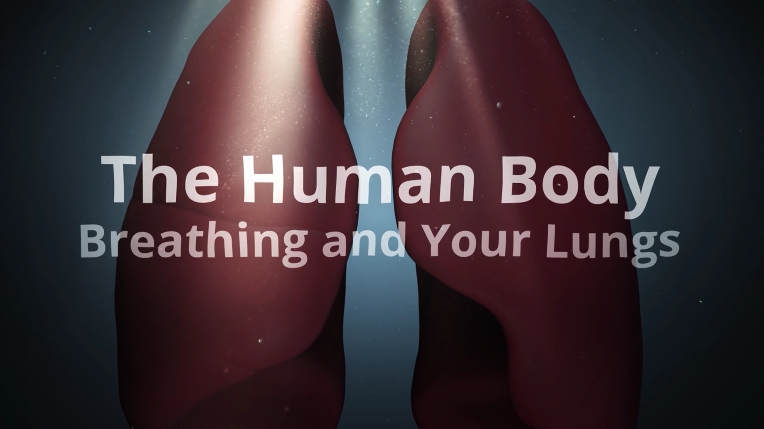 Breathing and Your Lungs: The Human Body Series.