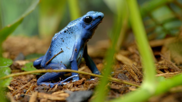 Camouflage and Colouration: Strange Creatures Series.