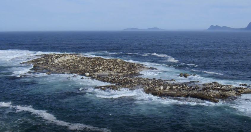 Cape Fur Seals: Africa's Underwater Wonders Series.