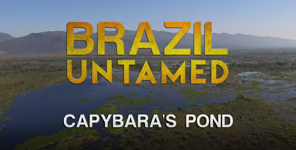 Capybara's Pond: Brazil Untamed Series.