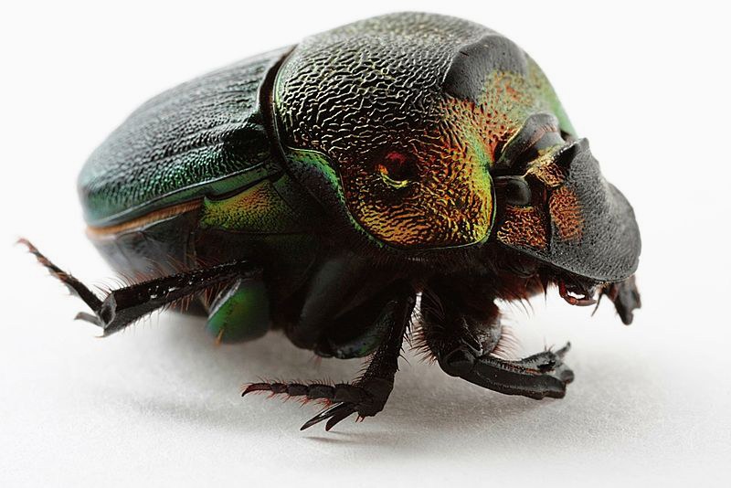 Dung Beetle: Nature's Recyclers: Wildlife Icons Series.