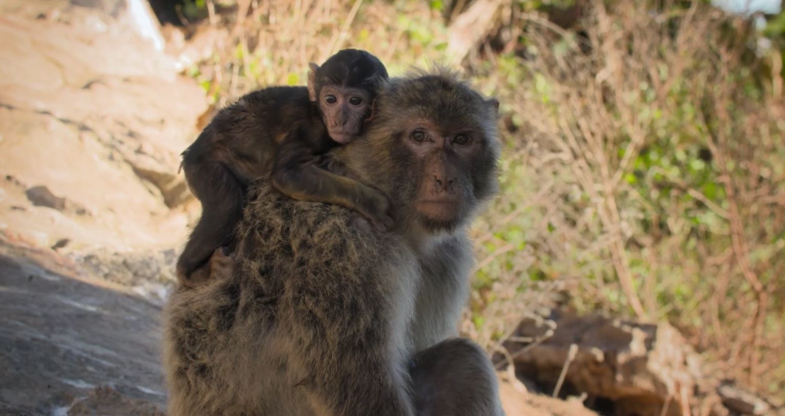 Family - Macaques, Flamingos, Manatees: Animal Empires Series.