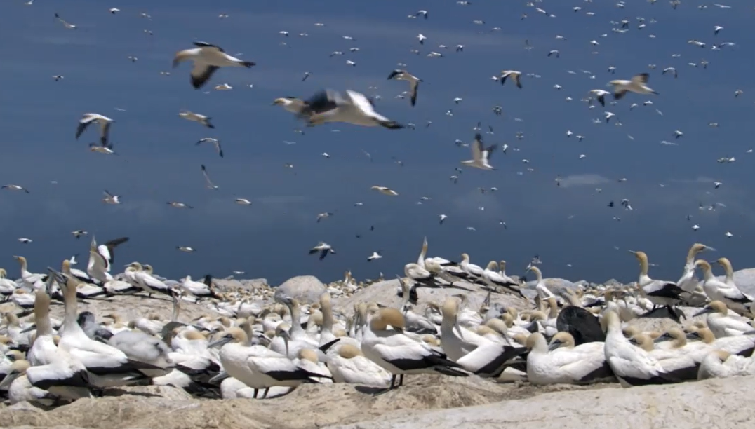 Gannets of South Africa.