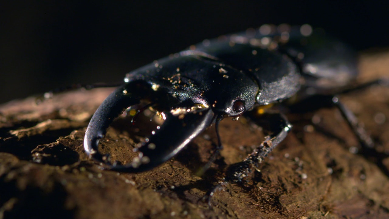 Giant Creepy Crawlers: Strange Creatures Series.