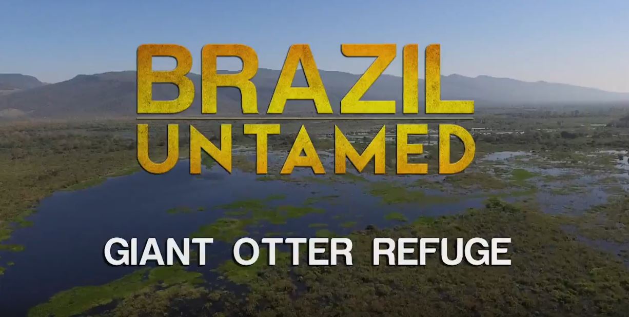 Giant Otter Refuge: Brazil Untamed Series.