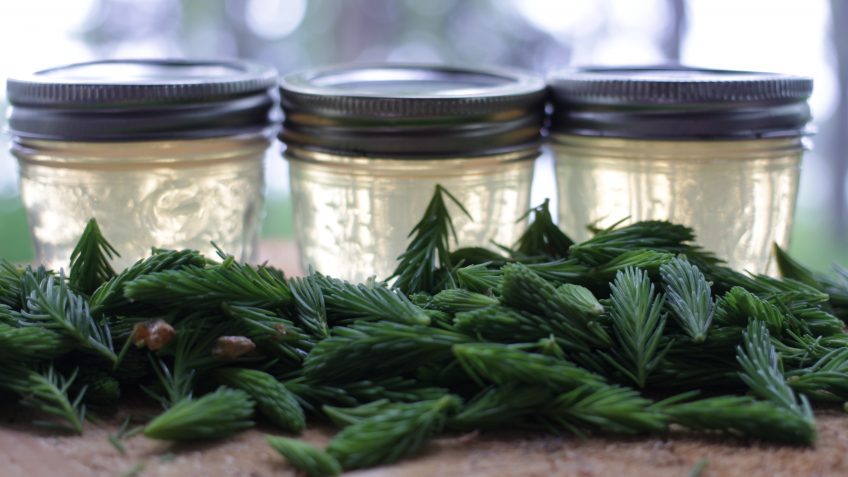 How to Make Spruce Tip Jelly: Wild Kitchen Shorts.