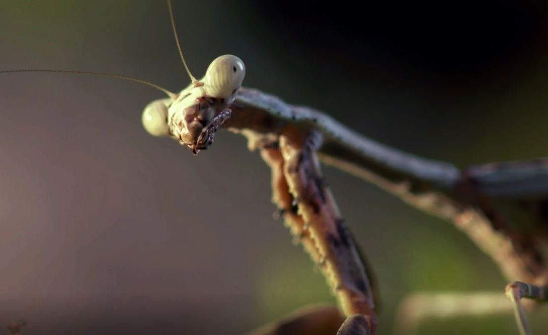 Insect Eaters: Attack and Defend Series.