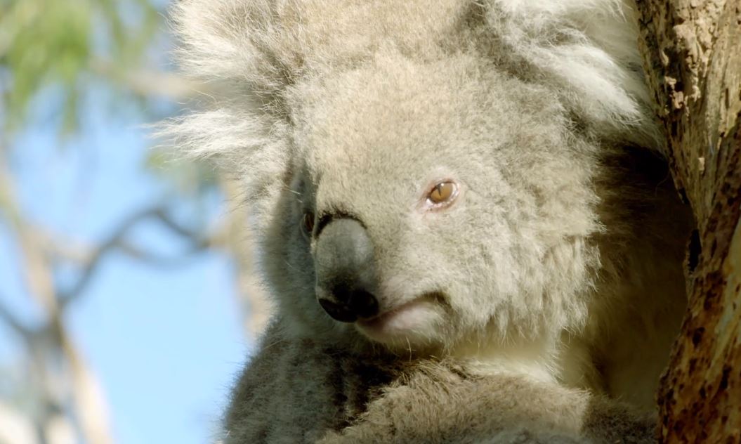 Koala Country: Secret Life of the Koala Series.