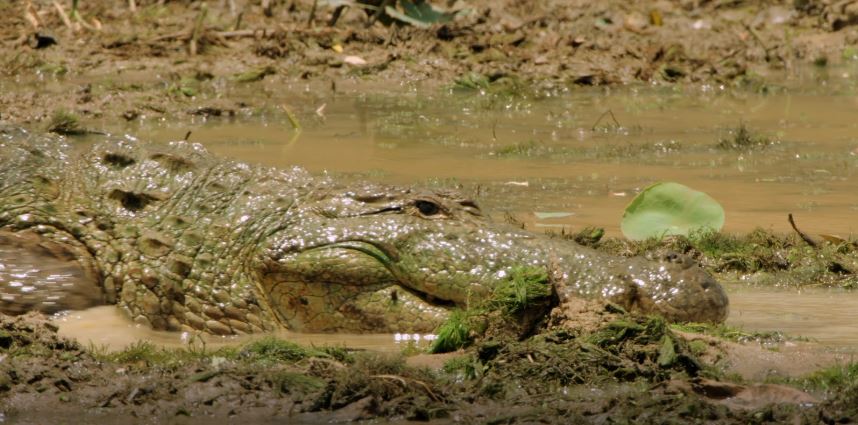 Lake Hunters: Island of the Monsoon Series.