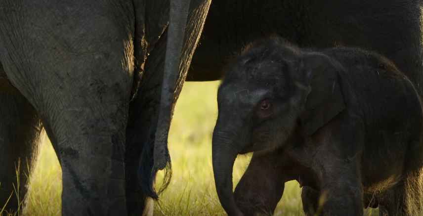 Loka the Baby Elephant: Island of the Monsoon Series.