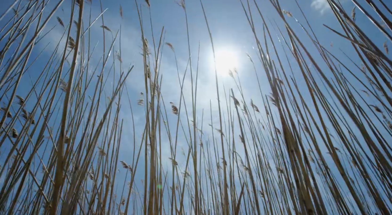 Long Point Biosphere Reserve, Ontario: Striking Balance Series 1.