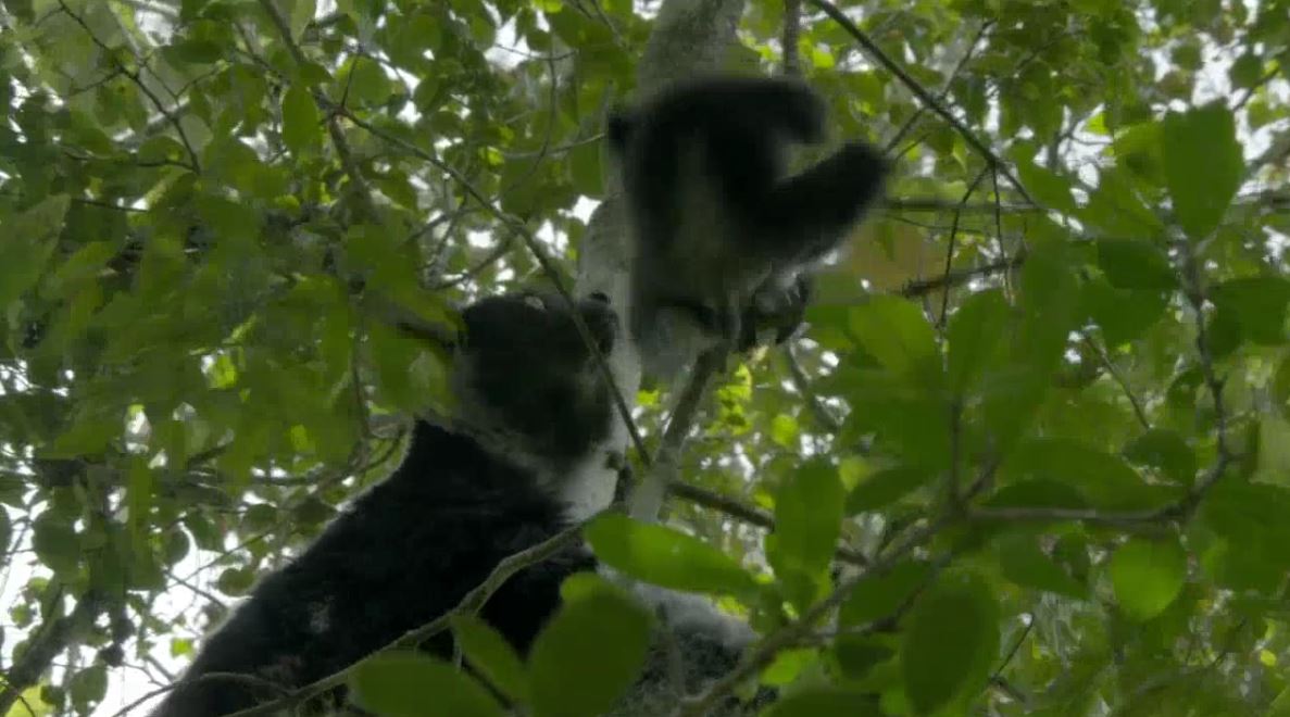 Madagascar Wildlife: Lemur Spirit: Land of Gremlins Series.