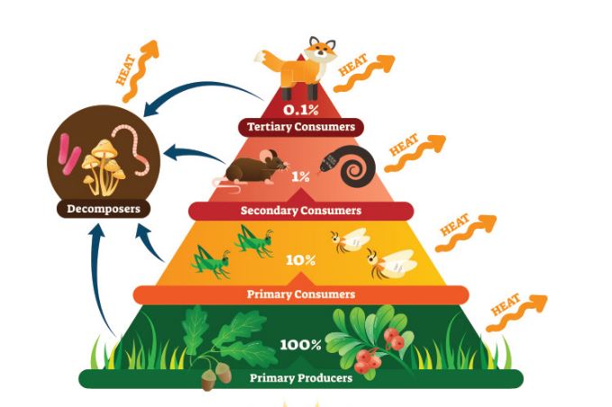 Matter and Energy in Organisms and Ecosystems: Science Kids Series.