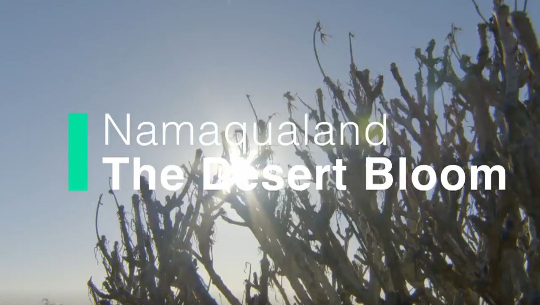 Namaqualand - The Desert Bloom: Africa's Hidden Kingdom Series.