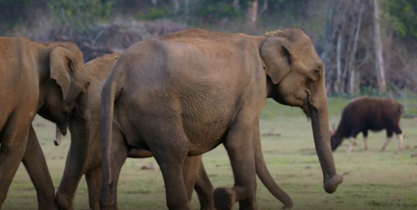 Path of the Matriarch: Into the Wild - India Series.