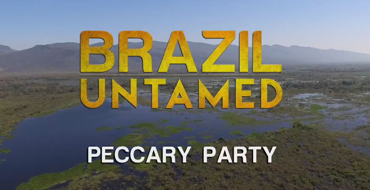 Peccary Party: Brazil Untamed Series.