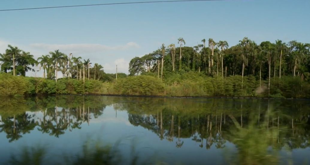 Protectors of the Mangroves: Shore Line (Shorts).