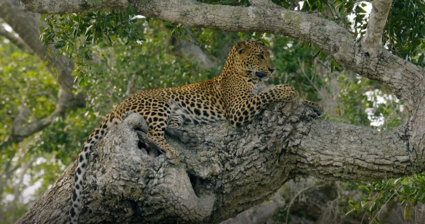 Queen of Yala: Island of the Monsoon Series.