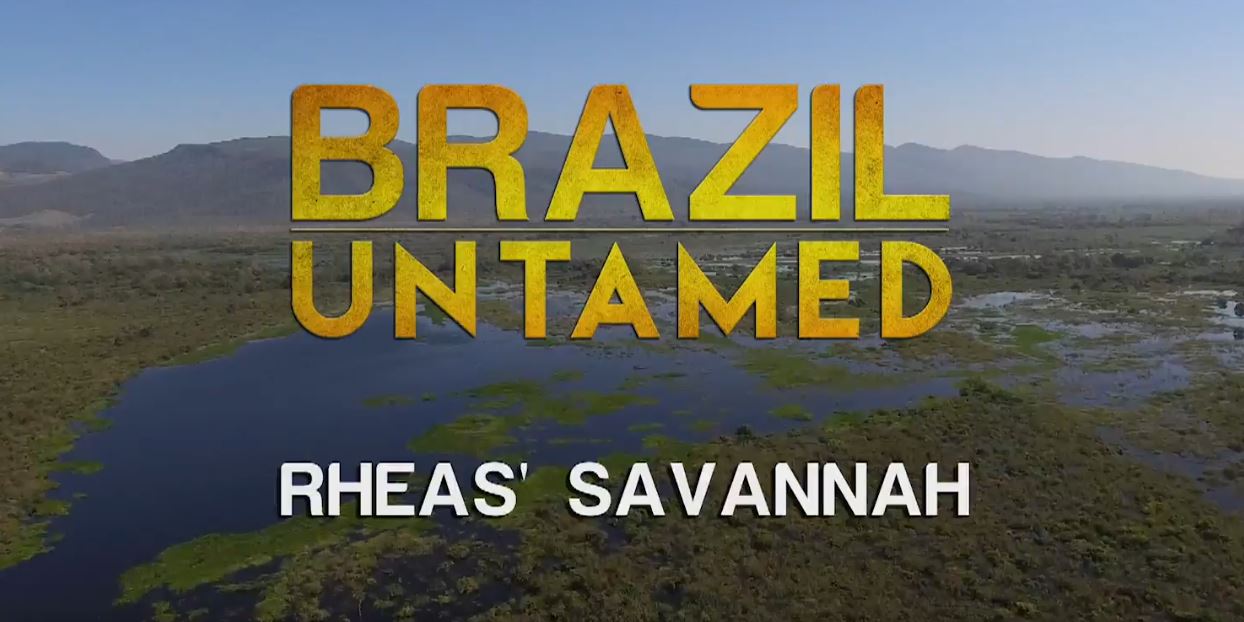 Rheas' Savannah: Brazil Untamed Series.