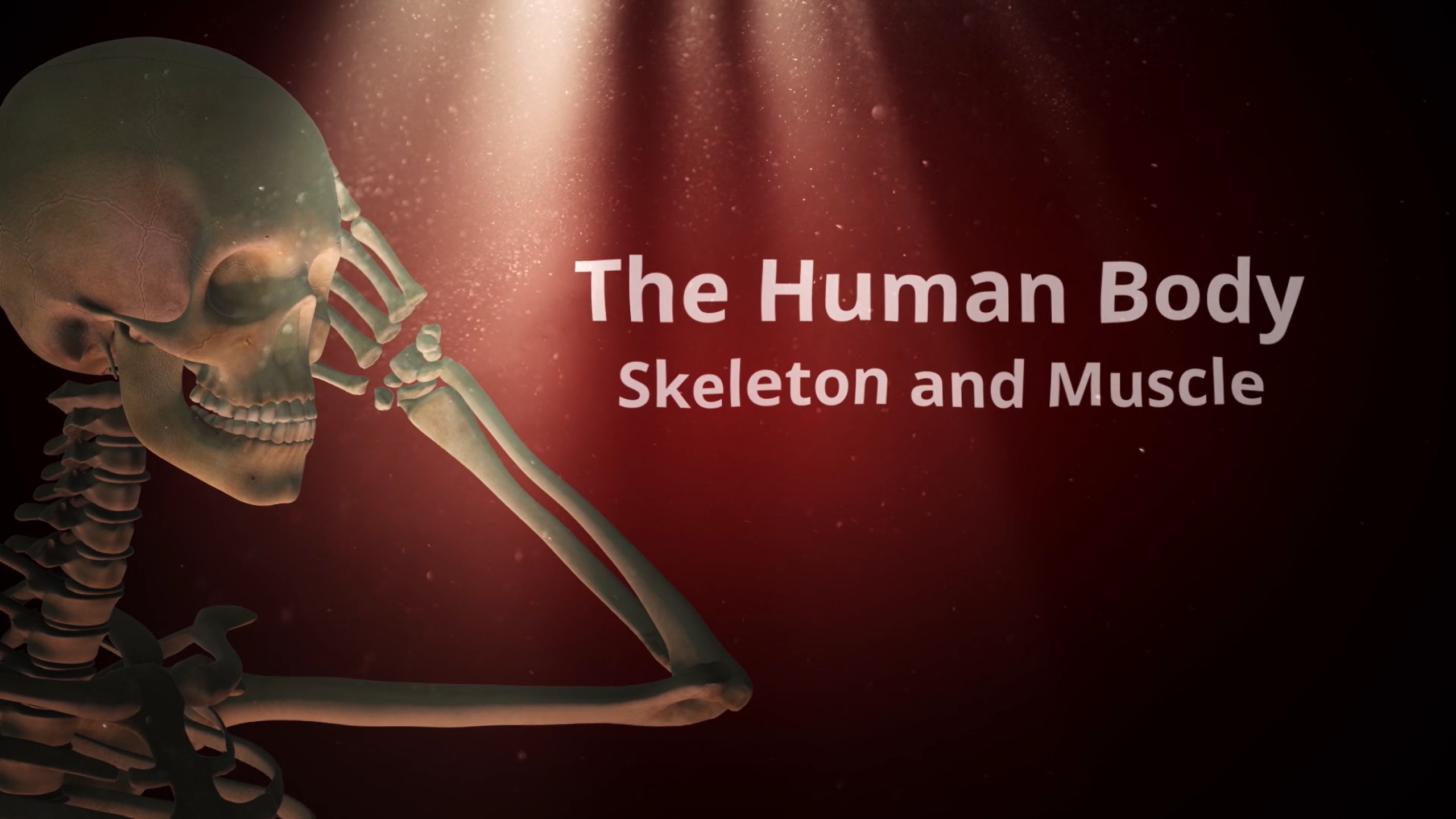 Skeleton and Muscle: The Human Body Series.