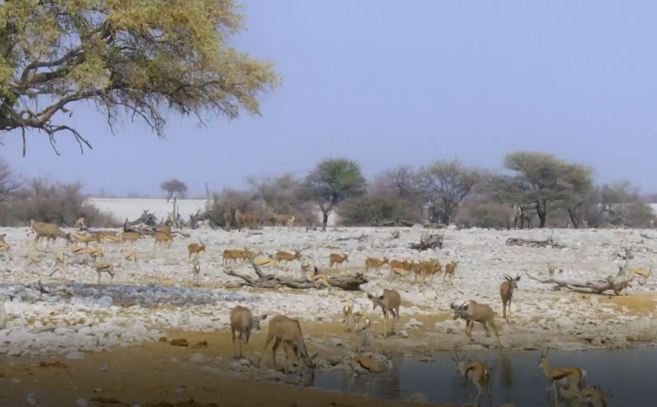 Springbok and Impala: Life in the Herd: Wildlife Icons Series.