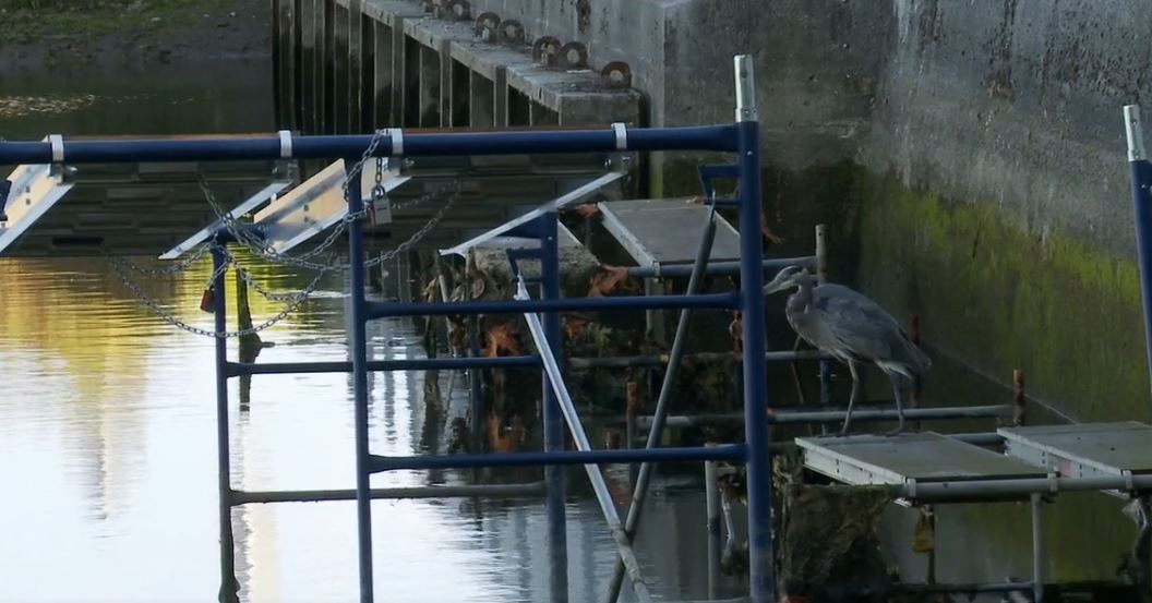 Surrey - Planning for the Future: Shore Line (Shorts).