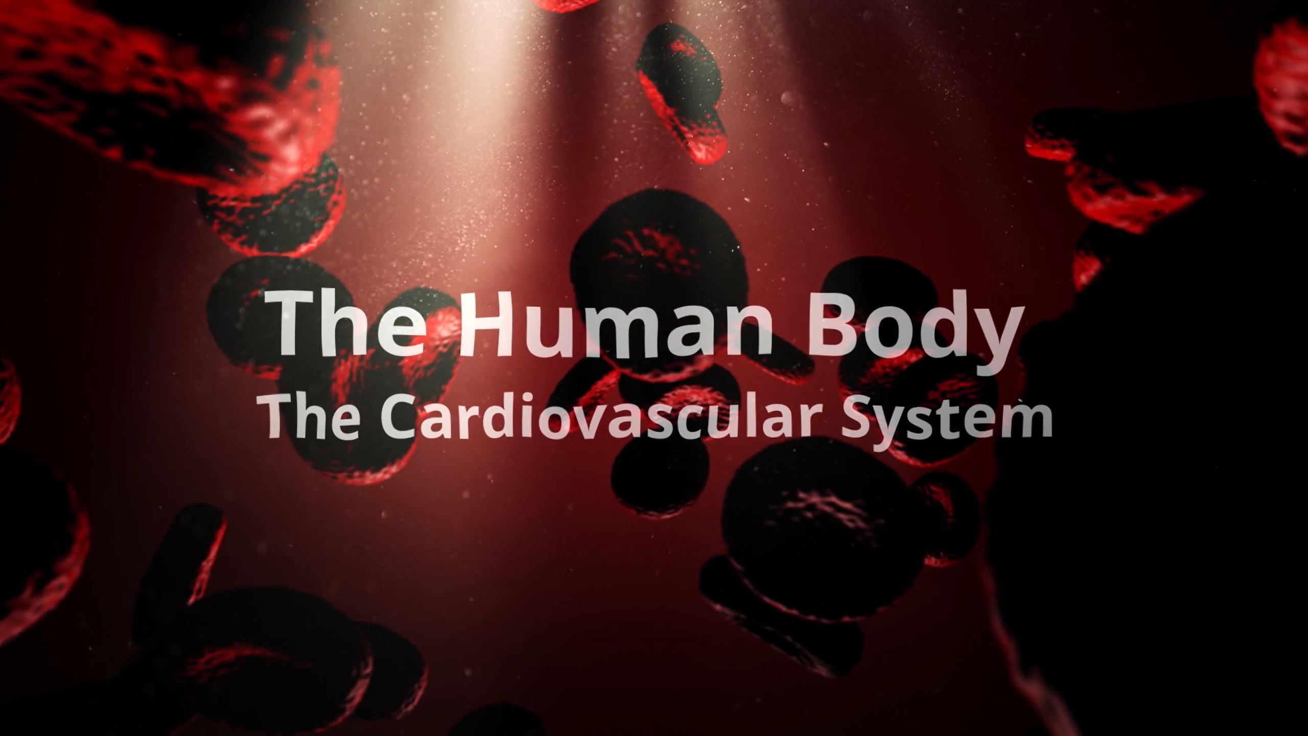 The Cardiovascular System: The Human Body Series.