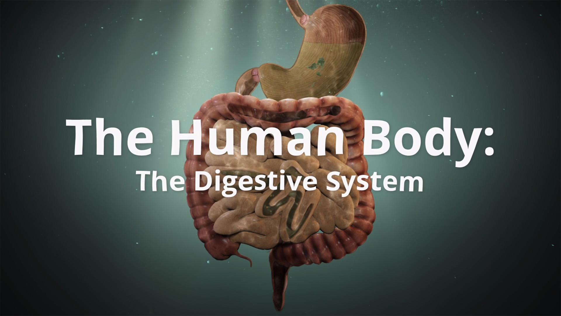 The Digestive System: The Human Body Series.